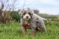 Ace, a male Miniature Bernedoodle for sale in Dundee, OH – Photo 4 of 7