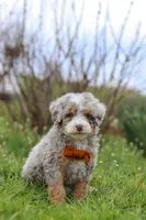 Ace, a male Miniature Bernedoodle for sale in Dundee, OH – Photo 6 of 7