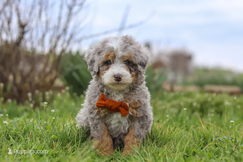 Ace – Miniature Bernedoodle puppy for sale in Dundee, OH