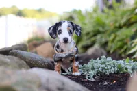 Anson, a male Miniature Dachshund for sale in Dundee, OH – 4 of 8