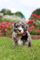 Winston, a male Miniature Bernedoodle for sale in Dundee, OH – 5 of 6