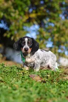 August, a male Miniature Dachshund for sale in Dundee, OH – 8 of 10