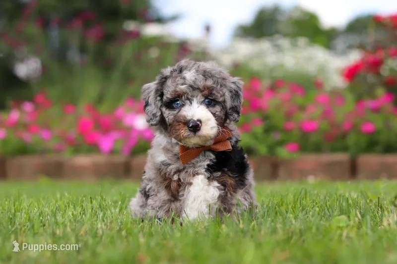 Winston – Miniature Bernedoodle puppy for sale in Dundee, OH