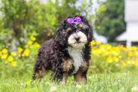 Haley, a female Miniature Bernedoodle for sale in Dundee, OH – 3 of 5