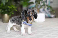 Kian, a male Miniature Dachshund for sale in Dundee, OH – Photo 4 of 5