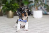 Kian, a male Miniature Dachshund for sale in Dundee, OH – Photo 5 of 5