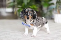 Kian, a male Miniature Dachshund for sale in Dundee, OH – Photo 3 of 5