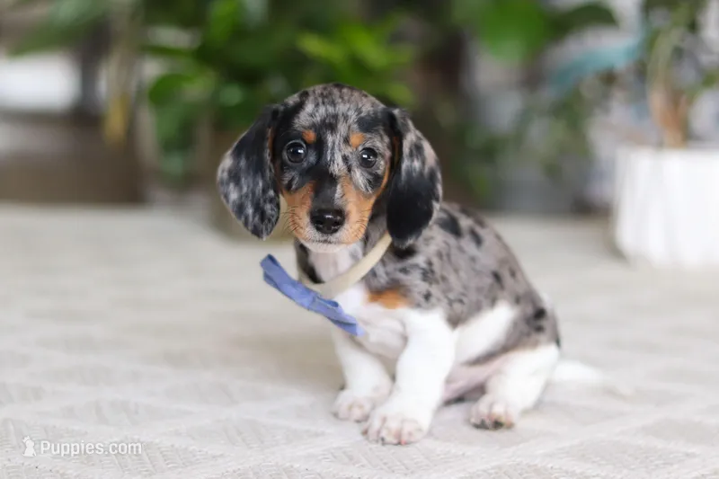 Kian – Miniature Dachshund puppy for sale in Dundee, OH