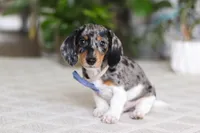 Kian, a male Miniature Dachshund for sale in Dundee, OH – Photo 1 of 5