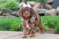 Ginger, a female Cavapoo for sale in Dundee, OH – 5 of 5