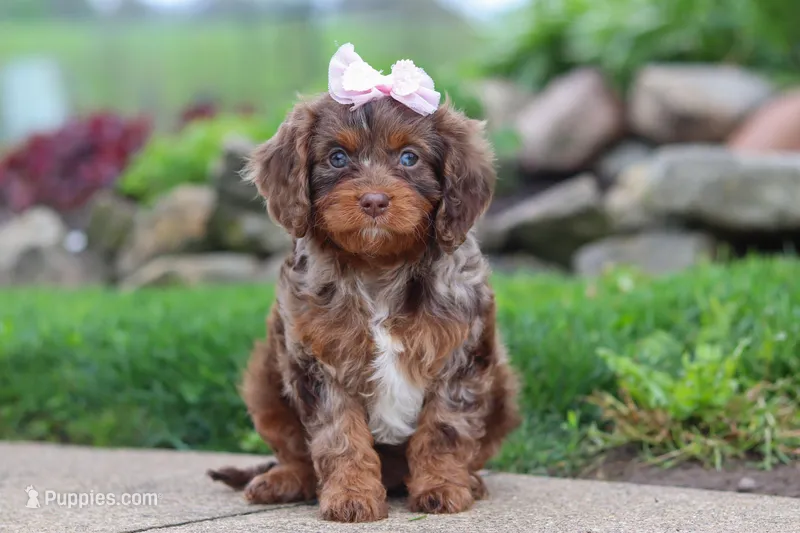 Ginger – Cavapoo puppy on hold in Dundee, OH