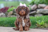 Ginger, a female Cavapoo for sale in Dundee, OH – 1 of 5