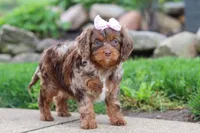 Ginger, a female Cavapoo for sale in Dundee, OH – 4 of 5