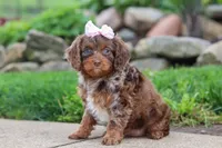 Ginger, a female Cavapoo for sale in Dundee, OH – 3 of 5
