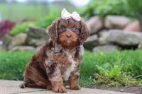 Ginger, a female Cavapoo for sale in Dundee, OH – 2 of 5