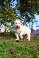 Ezra, a male German Shepherd Dog for sale in Dundee, OH – 7 of 10