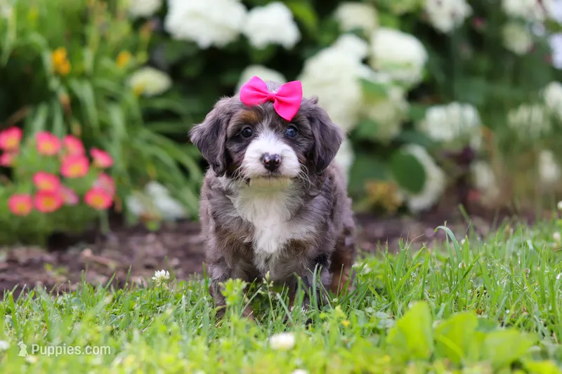 Princess – Miniature Bernedoodle puppy for sale in Dundee, OH