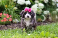 Princess, a female Miniature Bernedoodle for sale in Dundee, OH – 1 of 6