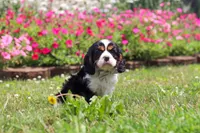 Xander, a male Cavalier King Charles Spaniel for sale in Dundee, OH – 4 of 6
