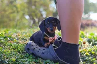 Ophelia, a female Miniature Dachshund for sale in Dundee, OH – 2 of 8