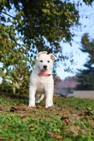 Ezra, a male German Shepherd Dog for sale in Dundee, OH – 2 of 10