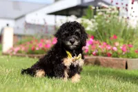 Bella, a female Miniature Bernedoodle for sale in Dundee, OH – 3 of 5