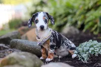 Anson, a male Miniature Dachshund for sale in Dundee, OH – 2 of 8