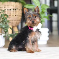 Layla, a female Yorkshire Terrier for sale in Dundee, OH – Photo 3 of 8