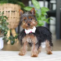 Layla, a female Yorkshire Terrier for sale in Dundee, OH – Photo 6 of 8
