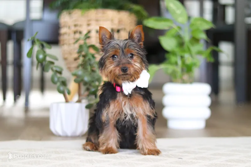Layla – Yorkshire Terrier puppy on hold in Dundee, OH