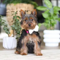 Layla, a female Yorkshire Terrier for sale in Dundee, OH – Photo 1 of 8