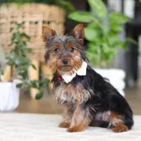 Layla, a female Yorkshire Terrier for sale in Dundee, OH – Photo 2 of 8