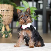 Layla, a female Yorkshire Terrier for sale in Dundee, OH – Photo 4 of 8