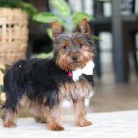 Layla, a female Yorkshire Terrier for sale in Dundee, OH – Photo 8 of 8