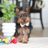 Layla, a female Yorkshire Terrier for sale in Dundee, OH – Photo 7 of 8