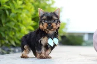 Mitchell, a male Yorkshire Terrier for sale in Dundee, OH – 7 of 10