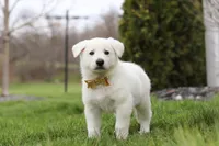 Jett, a male German Shepherd Dog for sale in Dundee, OH – Photo 4 of 6