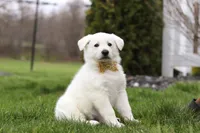 Jett, a male German Shepherd Dog for sale in Dundee, OH – Photo 6 of 6