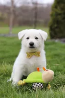 Jett, a male German Shepherd Dog for sale in Dundee, OH – Photo 5 of 6