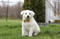 Jett, a male German Shepherd Dog for sale in Dundee, OH – Photo 2 of 6