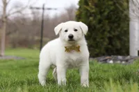 Jett, a male German Shepherd Dog for sale in Dundee, OH – Photo 3 of 6