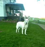 Jett, a male German Shepherd Dog for sale in Dundee, OH – 7 of 8