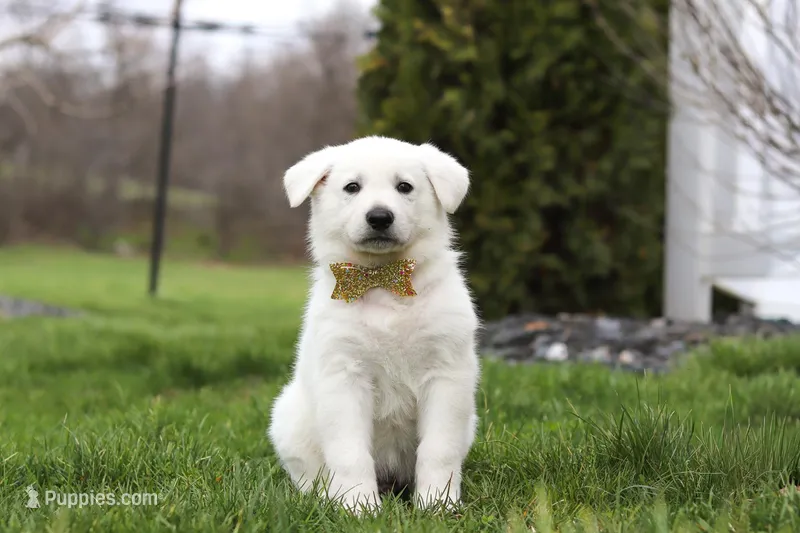 Jett – German Shepherd Dog puppy for sale in Dundee, OH