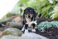 Duke, a male Miniature Dachshund for sale in Dundee, OH – 2 of 10