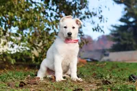 Ezra, a male German Shepherd Dog for sale in Dundee, OH – 5 of 10