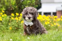 Oscar, a male Miniature Bernedoodle for sale in Dundee, OH – 3 of 5