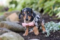 Stella, a female Miniature Dachshund for sale in Dundee, OH – 2 of 10