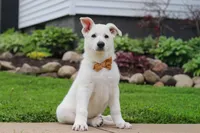 Bodhi, a male German Shepherd Dog for sale in Dundee, OH – 5 of 9