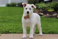 Bodhi, a male German Shepherd Dog for sale in Dundee, OH – 6 of 9
