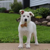 Bodhi, a male German Shepherd Dog for sale in Dundee, OH – 4 of 9